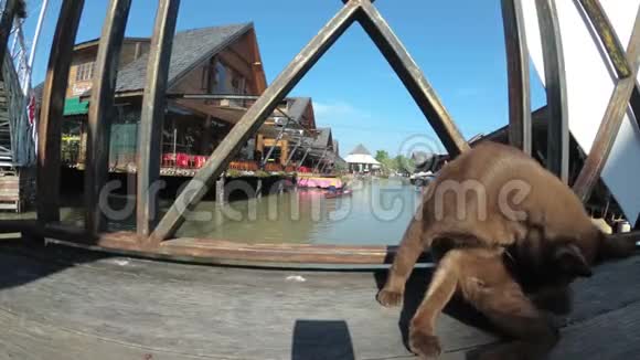棕色猫休息和舔躺在木墩上的芭堤雅浮动市场泰国视频的预览图