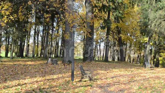 美丽的女人走路坐着美丽的秋天公园的长椅铺满树叶视频的预览图