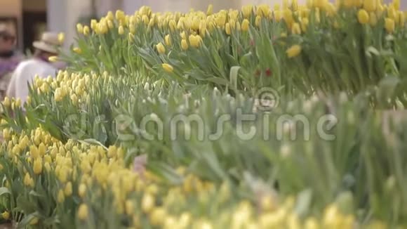 许多郁金香在花店视频的预览图