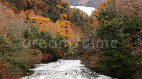 河在秋天的树在森林里视频的预览图
