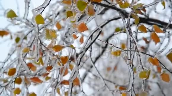 冬天下雨后桦树的叶子被冰覆盖着视频的预览图