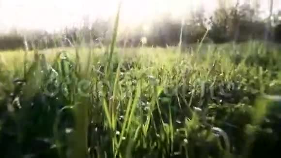镜头飞过绿草视频的预览图