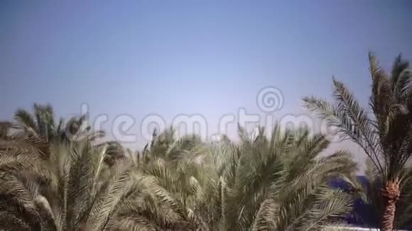 棕榈树在海滩上随风摇摆关门视频的预览图