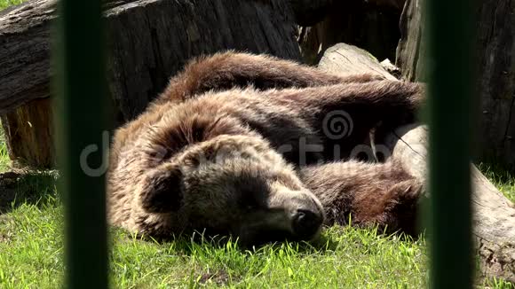 可怜的棕熊在圈养动物园里睡觉视频的预览图