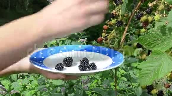 女手收藏成熟的黑莓植物灌木菜视频的预览图