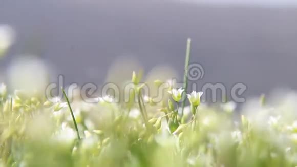 春天的自然背景白色野花视频的预览图