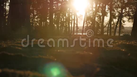 树木茂密的松林剪影景观树在日落前被金色的阳光背光阳光透过视频的预览图