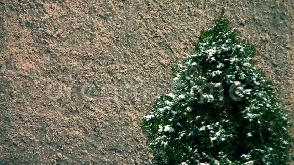 落雪小树彩色分级视频的预览图