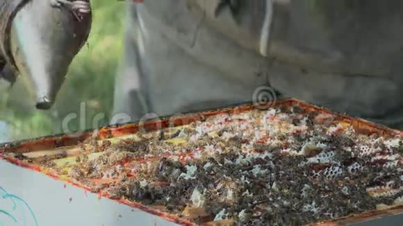 抽烟的蜜蜂视频的预览图