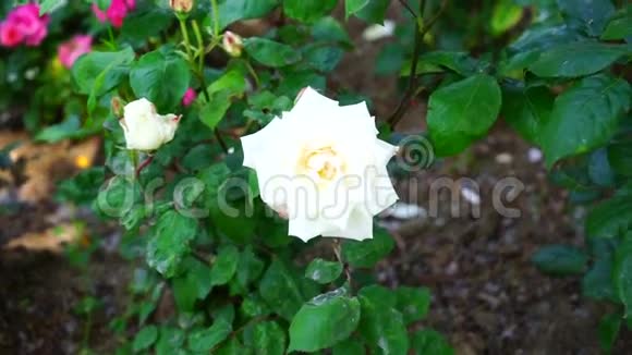 夏日绿园的白色玫瑰花枝视频的预览图