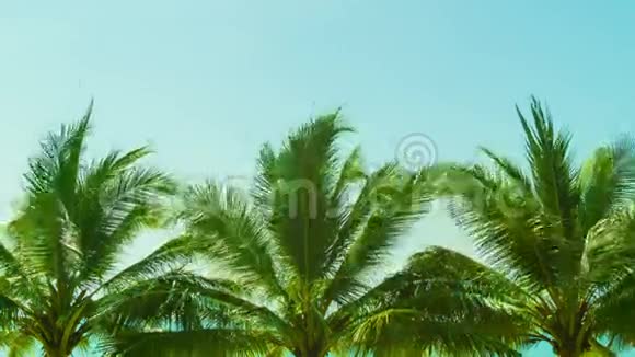 几棵热带棕榈树逆天视频的预览图