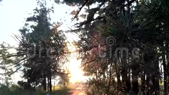 在森林里日落视频的预览图