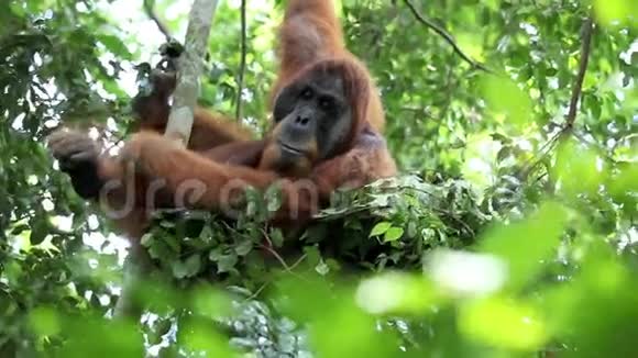 雄性猩猩在森林树窝休息视频的预览图