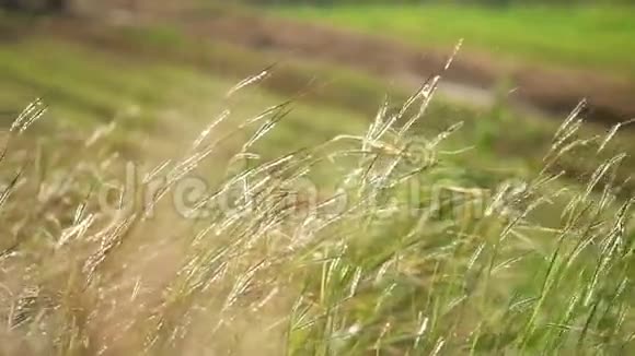 早晨美丽的草被风吹拂在一个阳光普照的乡村一片被风吹动的草地视频的预览图