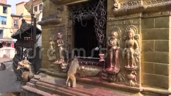 尼泊尔加德满都的斯韦恩布哈纳塔圣坛上的猴子视频的预览图