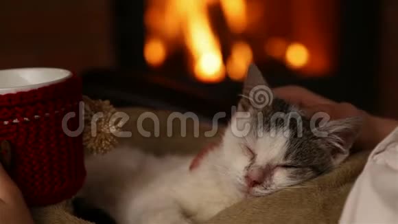 可爱的救援小猫在壁炉放松与新主人特写视频的预览图