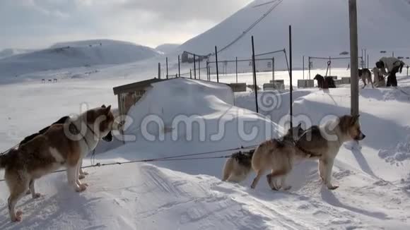 雪橇狗在基地和人马拉穆特哈士奇爱斯基摩在北极视频的预览图
