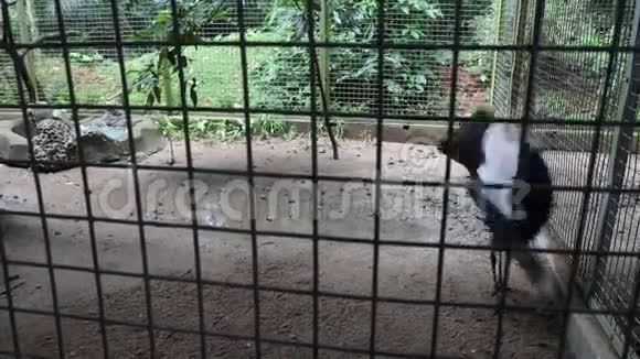 动物园系列孔雀展示羽毛日视频的预览图