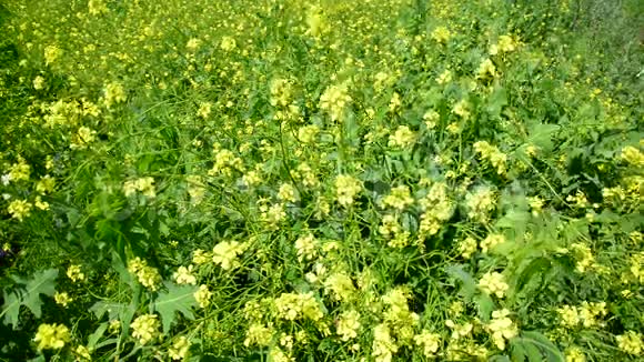 黄色盛开的油菜花在草地上视频的预览图