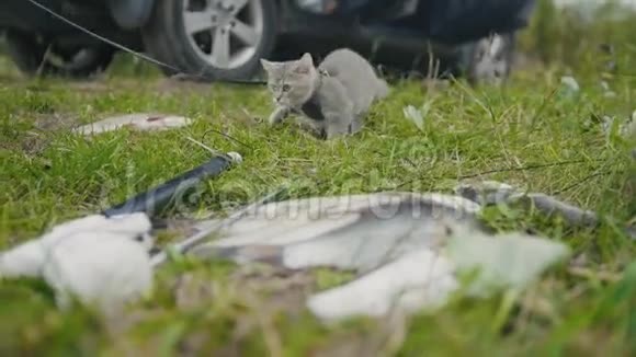 英国短毛猫靠近长矛捕鱼淡水鱼在草地上露营视频的预览图