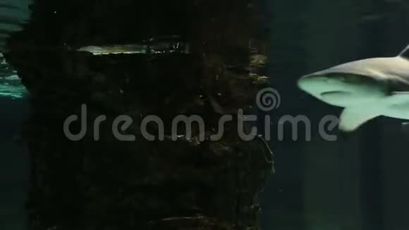 安魂鲨是一科视频的预览图