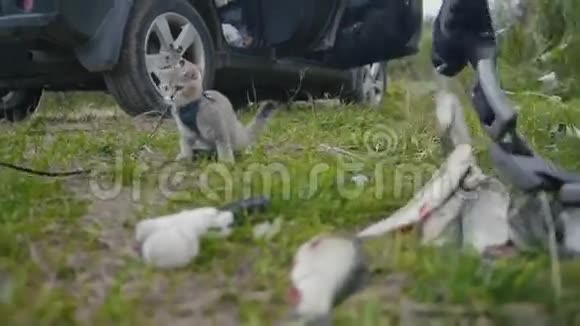 英国短毛猫靠近长矛捕鱼淡水鱼在草地上露营视频的预览图