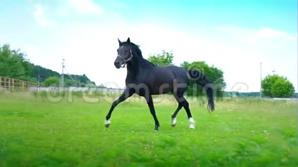 黑色美丽的马在围场的绿草上飞驰视频的预览图