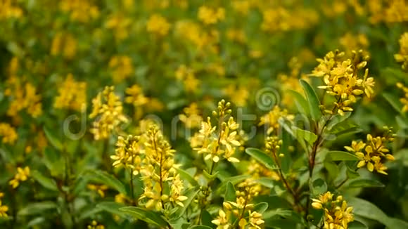 加尔菲米亚小黄花的春田星状金状的常绿灌木视频的预览图