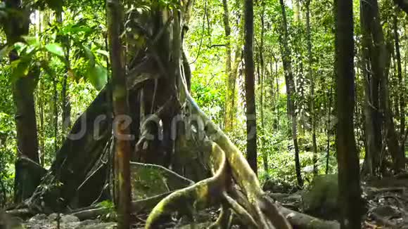 巨大的热带雨林视频的预览图