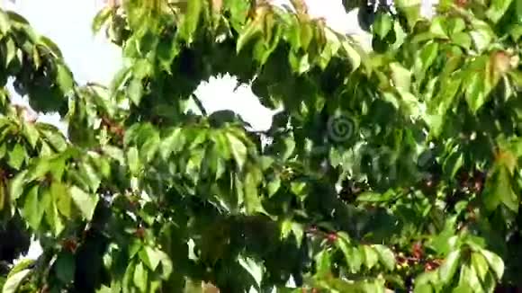 樱花枝和树叶在阳光下移动视频的预览图