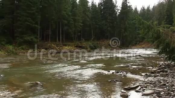 喀尔巴阡山森林中的普鲁特山河视频的预览图
