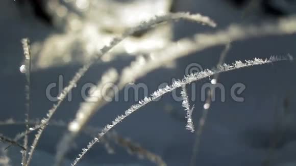 结霜覆盖的草视频的预览图