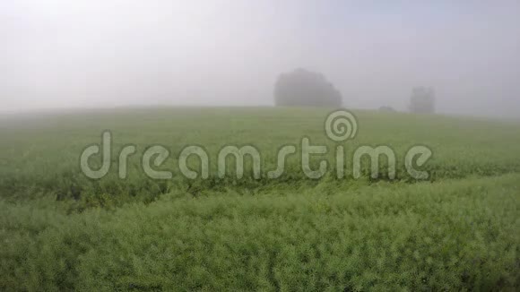 清晨的夏雾和油菜田上的日出云延时4K视频的预览图