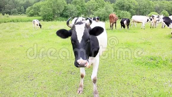 奶牛看着相机过渡到共同p视频的预览图