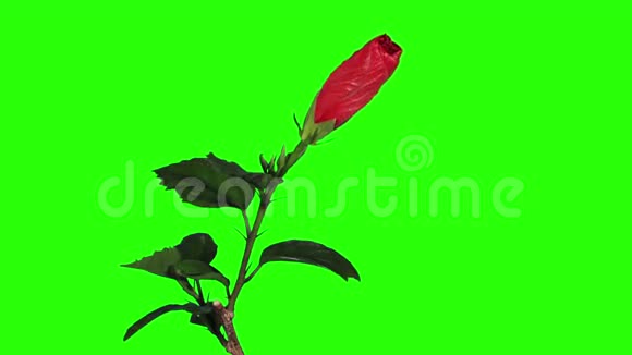 盛开的红色芙蓉花蕾绿屏全高清芙蓉波多视频的预览图