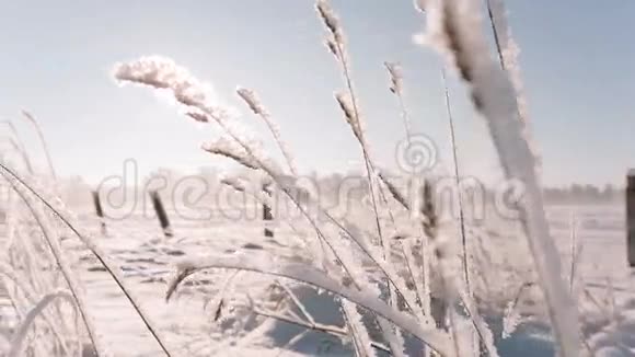 摄像机从右向左移动移除大田中的冰冻草视频的预览图