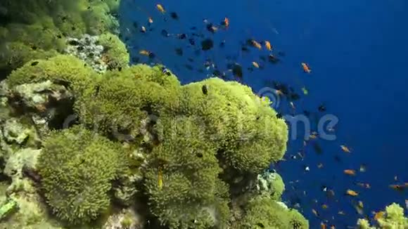 代达罗斯礁的Anemone市视频的预览图