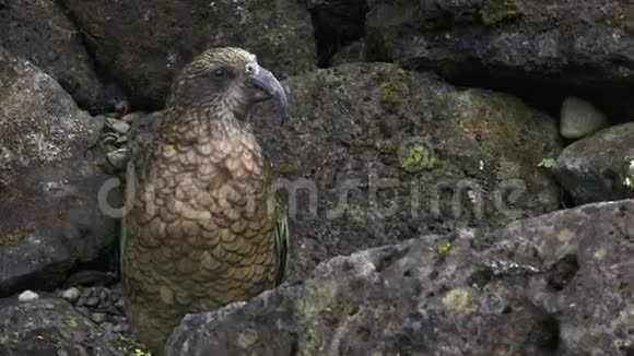 原产于新西兰的凯亚山鹦鹉视频的预览图