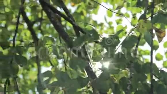 阳光透过风吹照着绿树的叶子视频的预览图