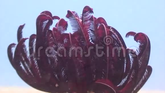 菲律宾野生动物海洋中的红海百合视频的预览图