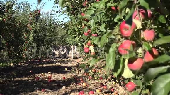 果园里有红苹果果实的树改变焦点4K视频的预览图