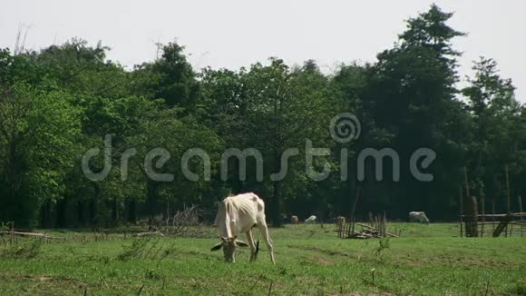 奶牛田野草地柬埔寨视频的预览图