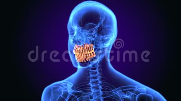人体牙齿解剖的三维插图视频的预览图