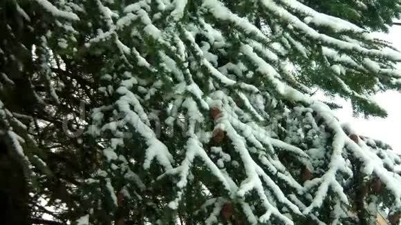 落雪松树彩色分级视频的预览图
