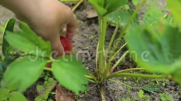 女孩在农场摘草莓视频的预览图