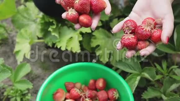 女孩在农场摘草莓视频的预览图