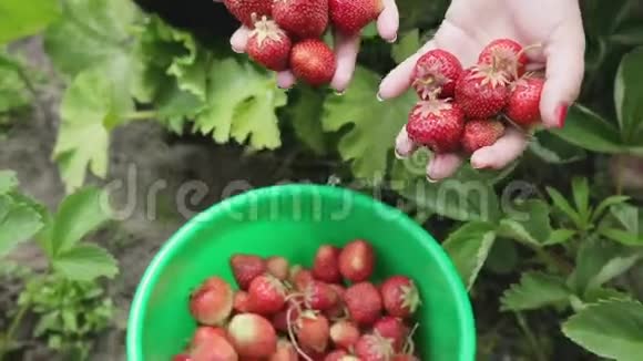 女孩在农场摘草莓视频的预览图