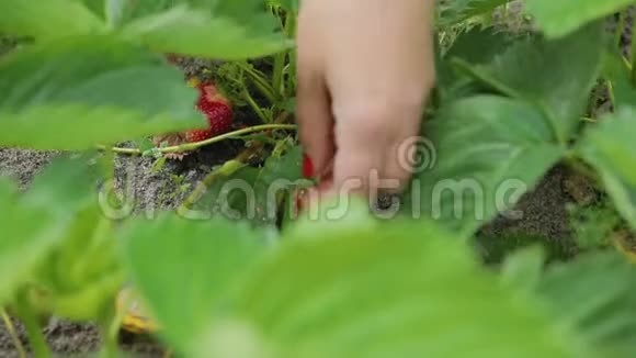 女孩在农场摘草莓视频的预览图