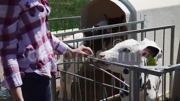 那个女人正在农场喂牛视频的预览图