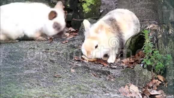小兔子小兔子复活节视频的预览图